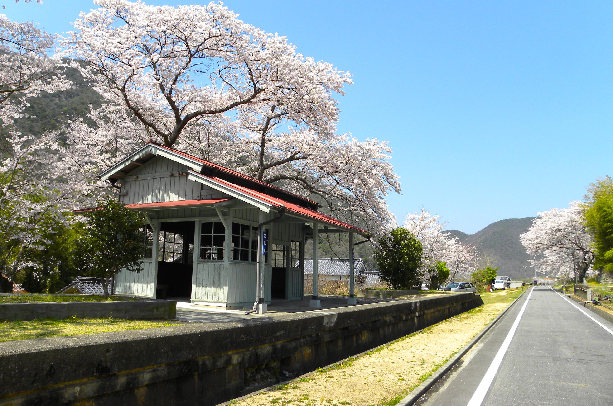 wakesakura